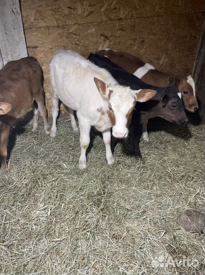 Телята бычки и телочки