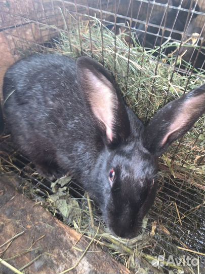 Кролики мясных пород