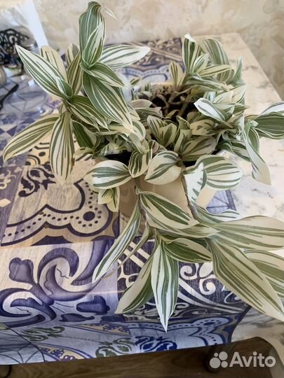 Традесканция