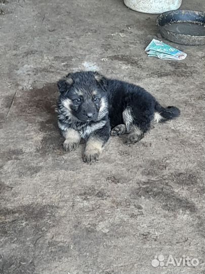 Немецкая овчарка