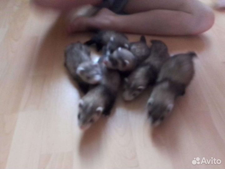 Щенки хорька