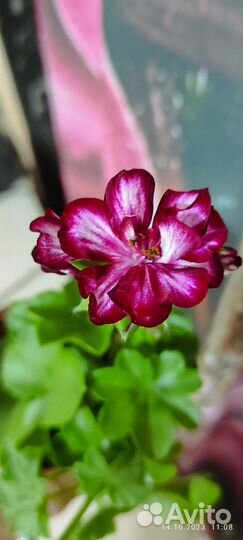 Пеларгония герань