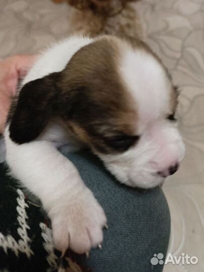 Щенки Бигль мальчик и девочка