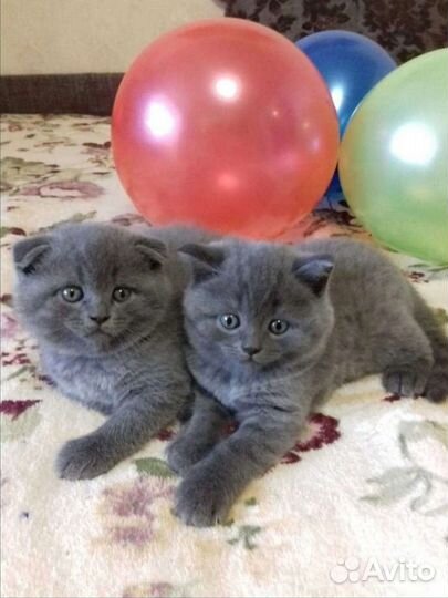 Шотландские вислоухие и прямоухие котята. Документ