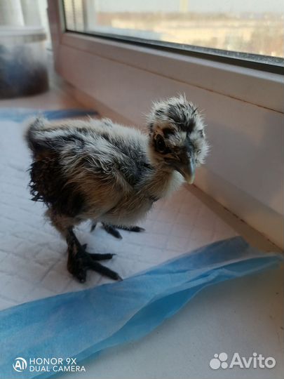 Цыплята шелковые, инкубационное яйцо