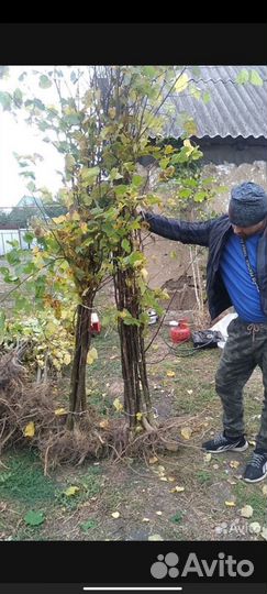 Саженцы липа