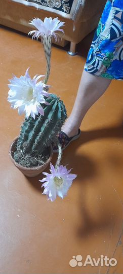 Кактус цветущий