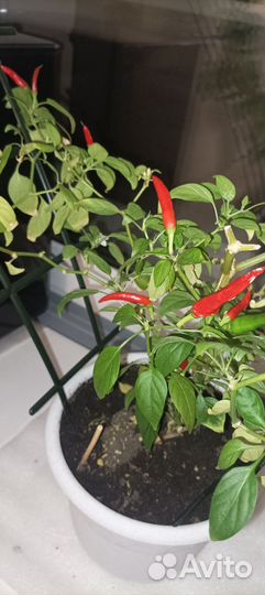 Рассада острый перчик