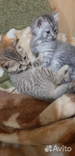 Британские котята