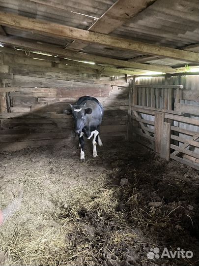 Телка на мясо