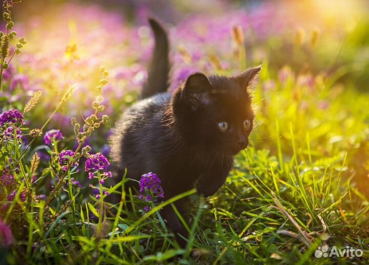 Котенок бесплатно