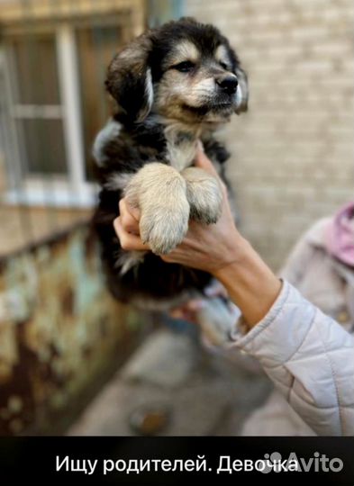 Собака щенок ищу родителей