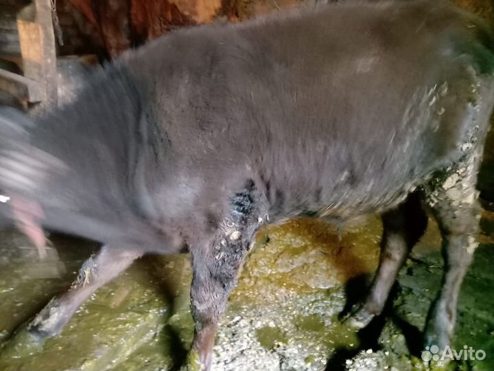 Теленок бычок 3 месяца