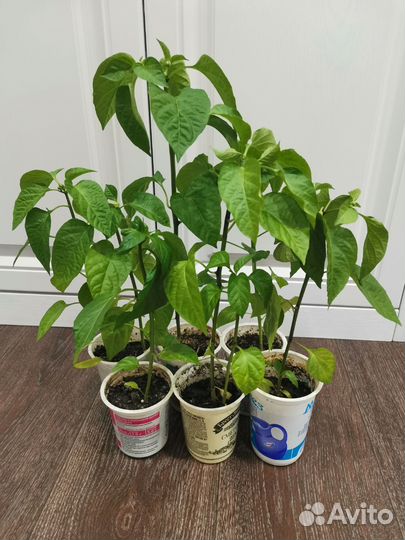 Перецы и баклажаны рассада