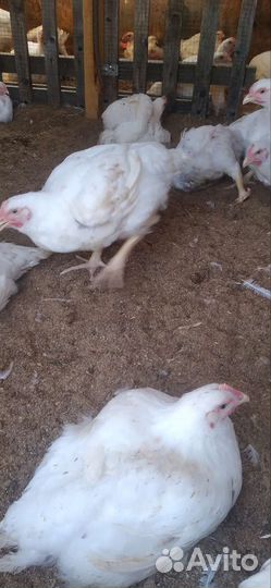 Мясо бройлера