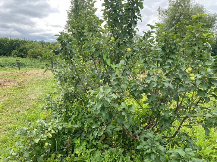 Участок 10 сот. (СНТ, ДНП)