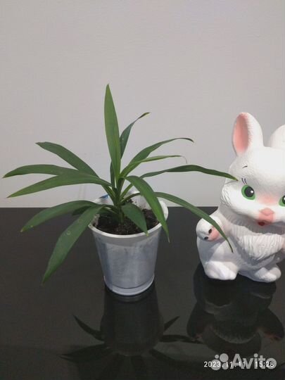 Пальма драцена