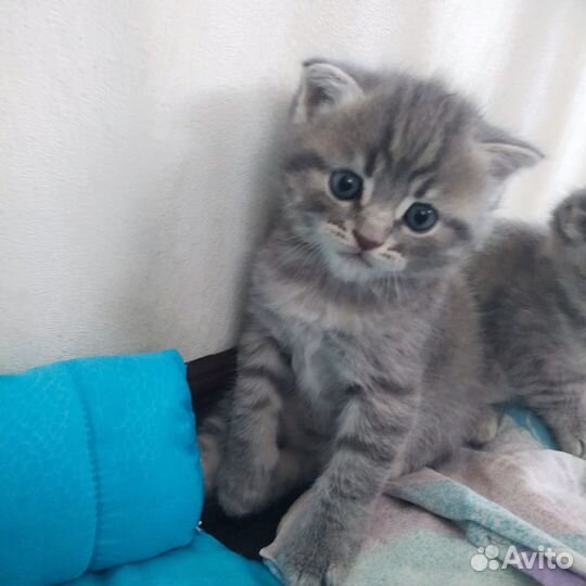 Продам шотландских котят