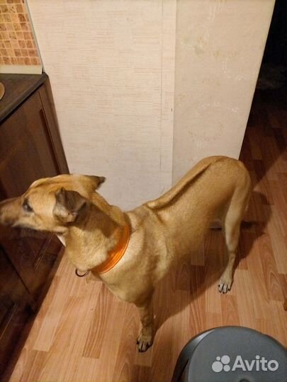 Родезийский риджбек