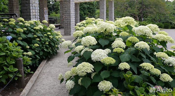 Гортензия белая саженцы