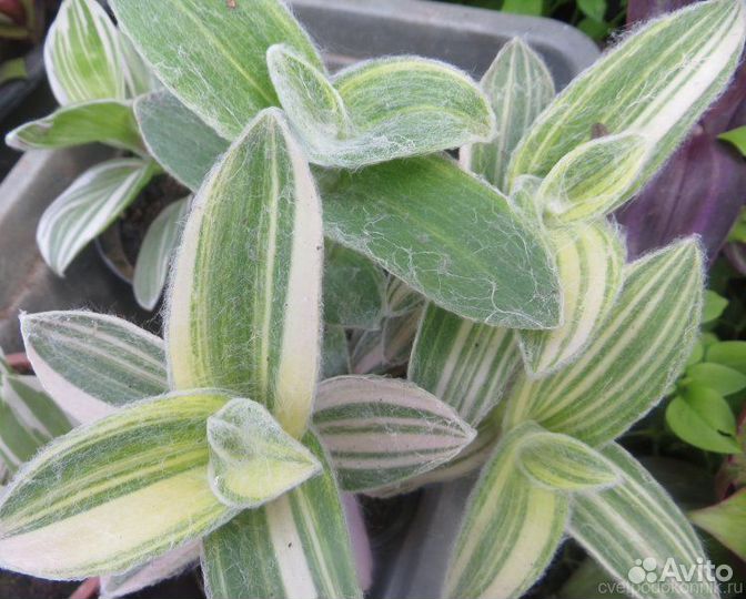 Традесканции