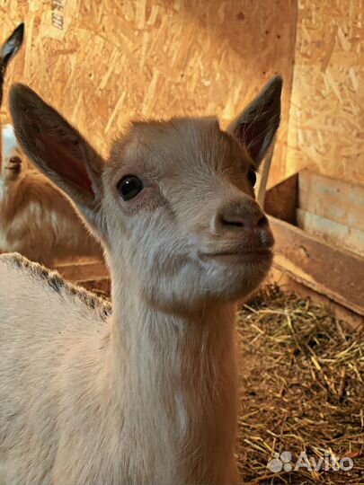 Камерунские, нубийские и альпийские молодые козы