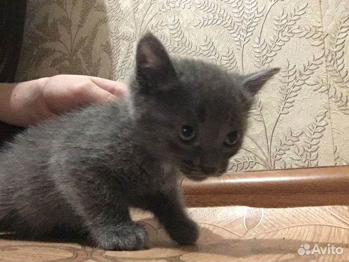 Отдам в добрые руки