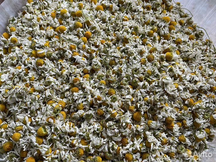 Ромашка сушёная, тысячелистник