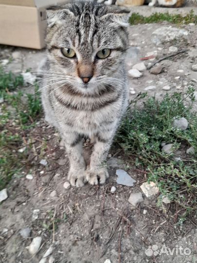 Котики ищут дом