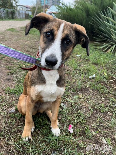 Отдам в добрые руки