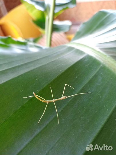 Аннамский палочник