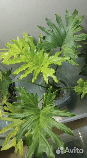 Филодендрон Село сплэш, Спиритус, Лонгилобатум