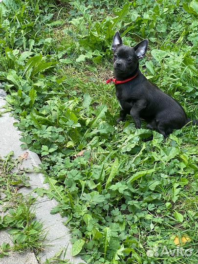 Чихуахуа щенок