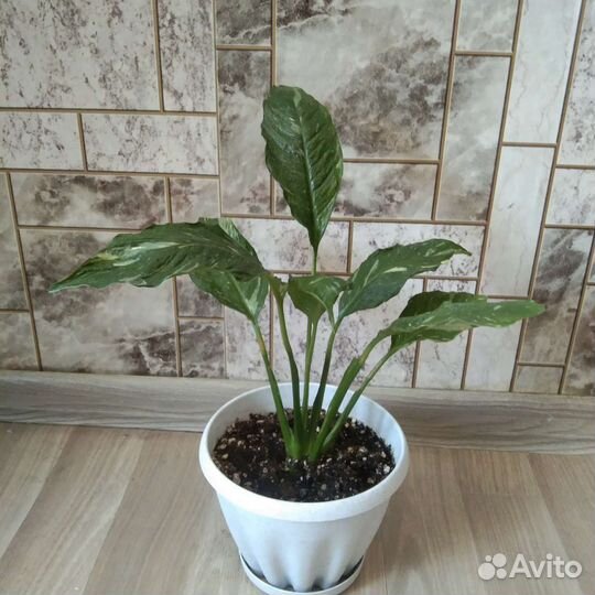 Спатифиллум gemini