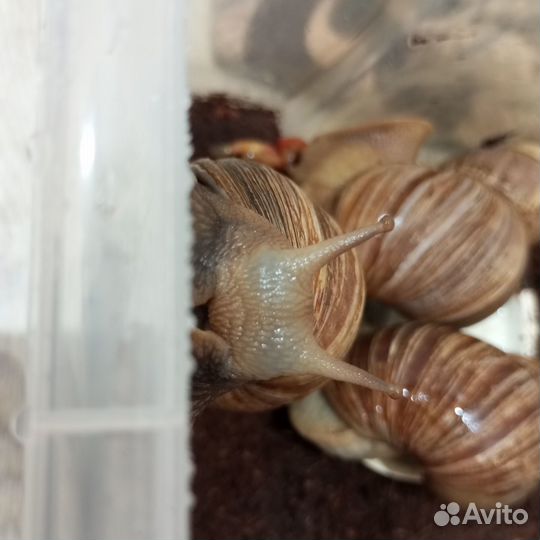 Улитки ахатины бесплатно
