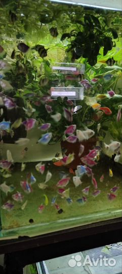 Данио собственного разведения