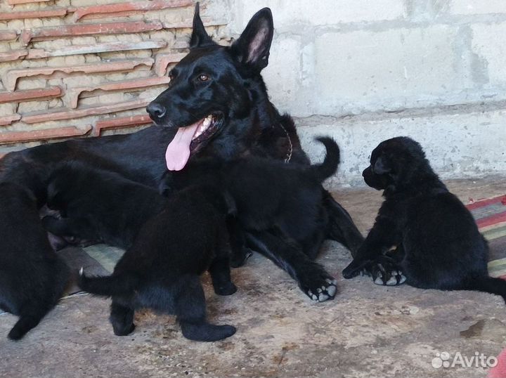 Черные стандартные немецкие овчарки -щенки