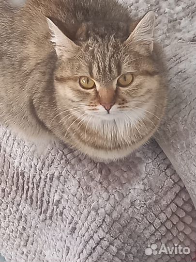 Котенок подросток