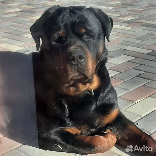 Ротвейлер (вязка)