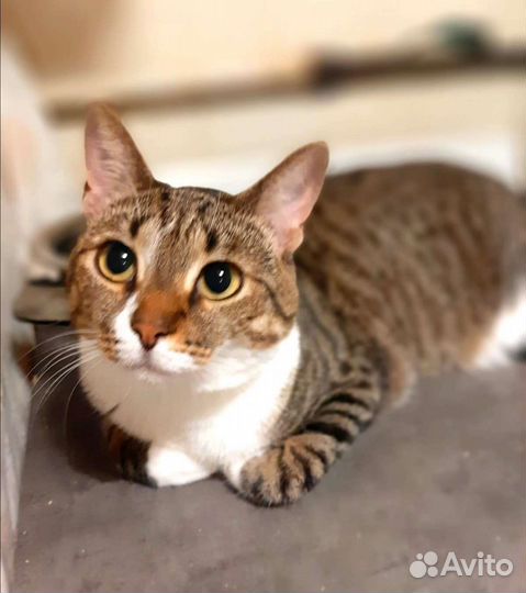 Славица ищет дом