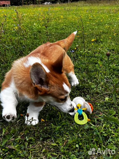 Щенки корги