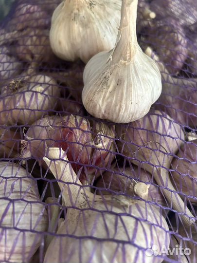 Чеснок Шадейка на посадку