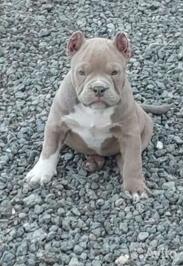 Американский булли