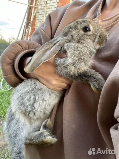 Кролики серый великан