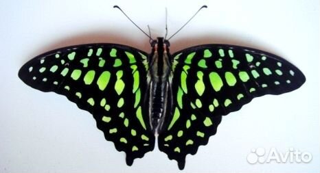 Живые тропические бабочки