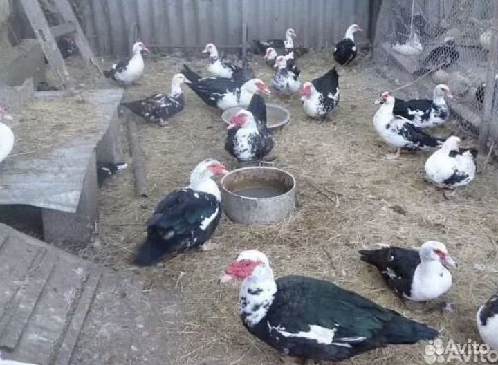 Утки мускусные