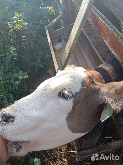 Продам телят