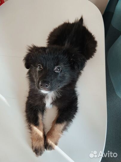 Щенок овчарки мальчик в добрые руки