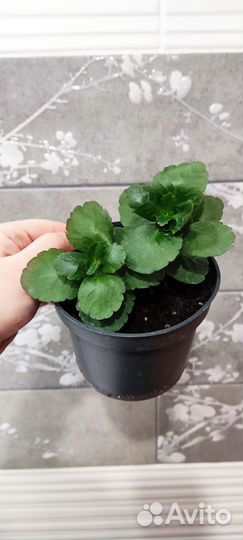 Каланхоэ каландива красный