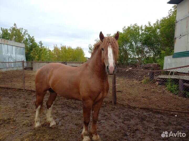 Советский жеребец